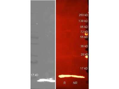 Western Blot: Lysozyme Antibody [HRP] [NB600-850] - Lane 1:Lane 1: purified Lysozyme reduced. Lane 2: purified Lysozyme non-reduced. Load: 1 ug per lane. Primary antibody: Biotin Conjugated Rabbit anti Lysozyme antibody at 1:5000 for overnight at 4C. Secondary antibody: Dylight 488 conjugated Streptavidin at 1:5,000 with Dylight 549 conjugated secondary antibody at 1:10,000 for 1.5 hrs at RT. Block: incubated with blocking buffer for Lysozyme. Other band(s): none.
